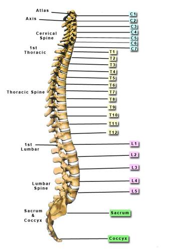 Human Spine